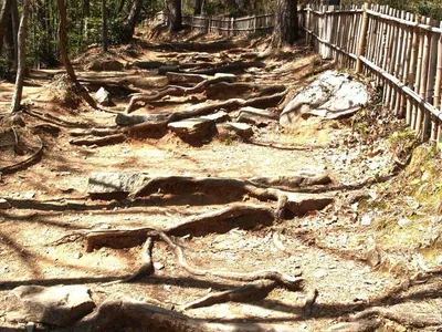 [홍영수의 세상 보기] ‘견뎌냄’의 숭고, 나무의 뿌리
