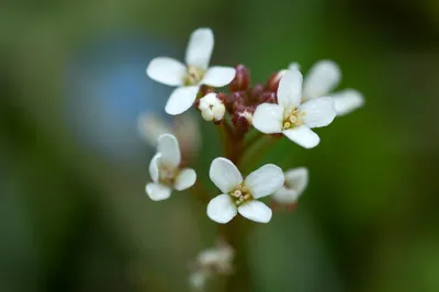 [박형호의 꽃사진 46] 봄의 추억을 불러오는 '좁쌀냉이 꽃'