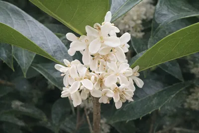 [김강호의 시조 아카데미 48] 김강호의 “은목서”