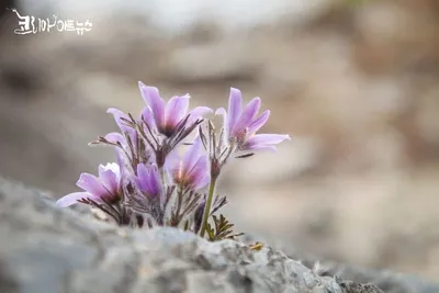 [박형호의 꽃사진 47] 그리움에 하늘을 바라보는 '동강할미꽃'