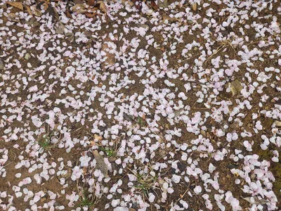 [봄의 단상] 봄이 왔다...꽃비가 내린다