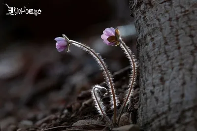 [박형호의 꽃사진 48] 숲속 봄과 함께 찾아온 '노루귀'