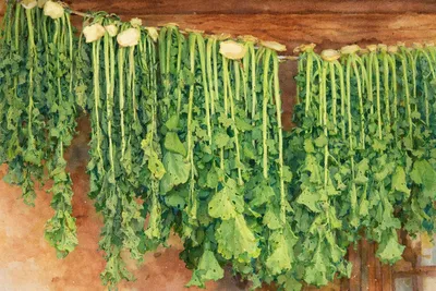 [김강호의 시조 아카데미 51] 우은숙의“시래기의 힘”