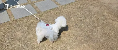 [KAN:FunnyCut] 봄 나들이 나온 반려견...공주옷 입고 뿜뿜!!