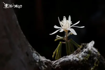 [박형호의 꽃사진 49] 봄햇살 샤워중인 '꿩의 바람꽃'