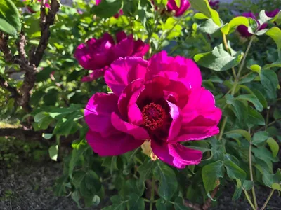 [기고] 모란 앞에서, 우리가 마음에 새긴 것