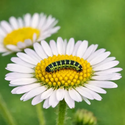 [김강호의 시조 아카데미 53] 김연동의 “점묘하듯, 상감하듯”