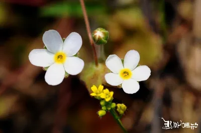 [박형호의 꽃사진 50] 봄바람에 산들 춤을 추는 꽃 '봄맞이'