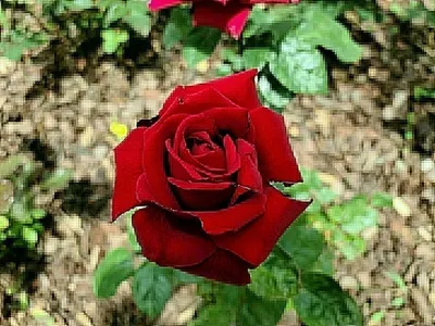 [기고] 장미는 왜 가시를 품었는가 — 5월에 다시 생각하는 사랑과 자존