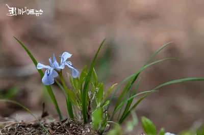 [박형호의 꽃사진 53] 조용히 찾아오는 숲속의 새색시 '각시붓꽃'