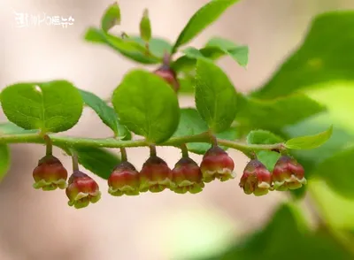 [박형호의 꽃사진 55] 초여름 숲속의 보물 '정금나무,