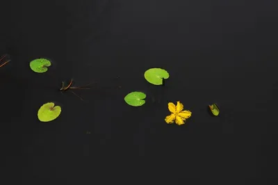 [박형호의 꽃사진 56] 연못위의 요정 '노랑어리연꽃'