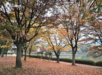[KAN] 우병기 시인의 "단풍 마중"