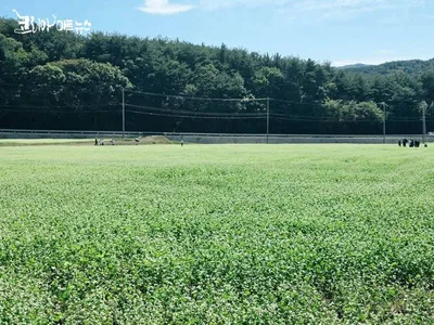 [KAN] 10월엔 양산 통도사로 가 볼까